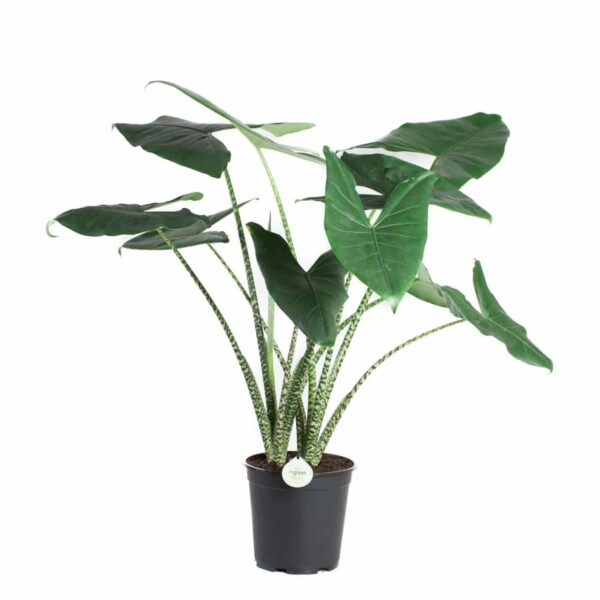 Alocasia Zebrina XL - Elephant Ear - Elefántfül - Image 3