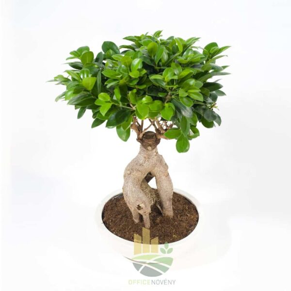 Ficus Ginseng - Indian Laurel - Image 2