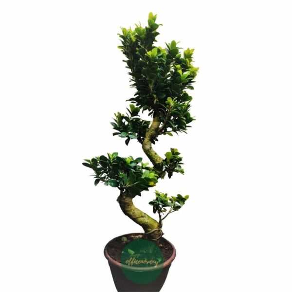 Ficus Ginseng - Indian Laurel - Image 5