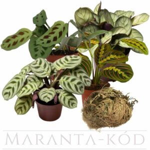 A-Maranta-kod-noveny-csomag
