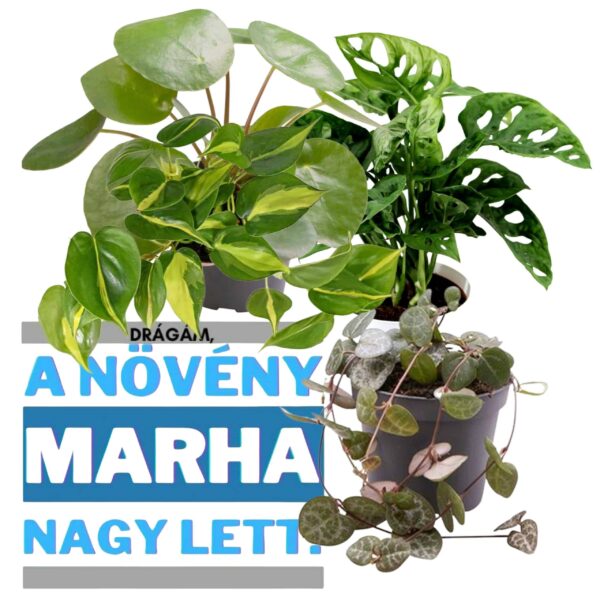 Drágám, a növény marha nagy lett - növény csomag - Image 12