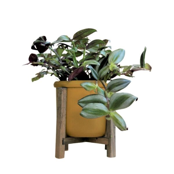 Tradescantia zebrina - Inch Plant - Wandering Jew