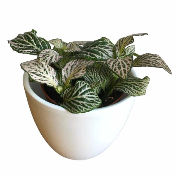 Fittonia Pink Angel - Nerve Plant - Hálóslevél