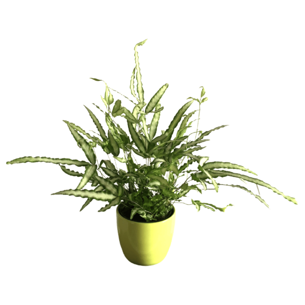 Pteris cretica ‘Albolineata’ – Variegated Cretan Brake Fern
