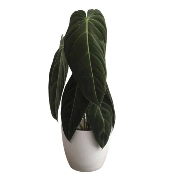 Philodendron Melanochrysum - Black-Gold Philodendron