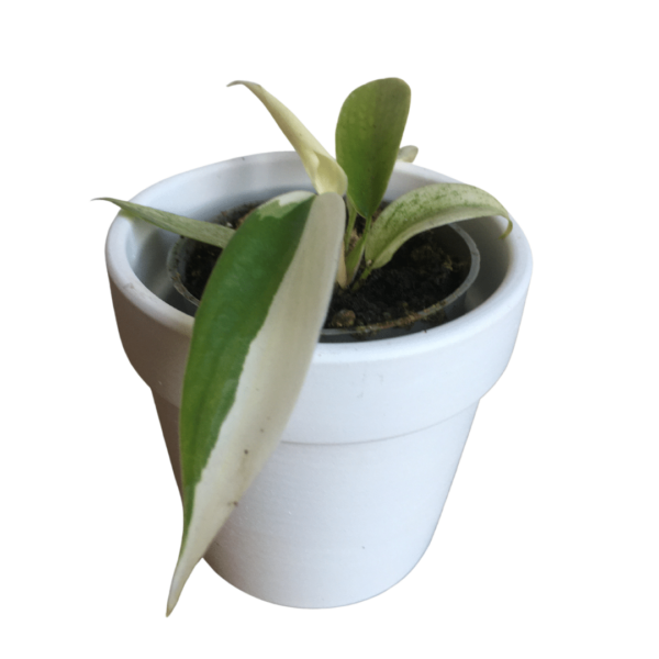 Philodendron Pedatum 'Florida Ghost' mini