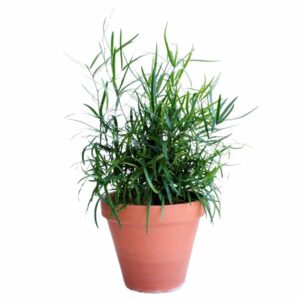 Asparagus falcatus