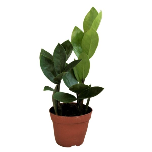 Zamioculcas zamiifolia mini - ZZ plant mini
