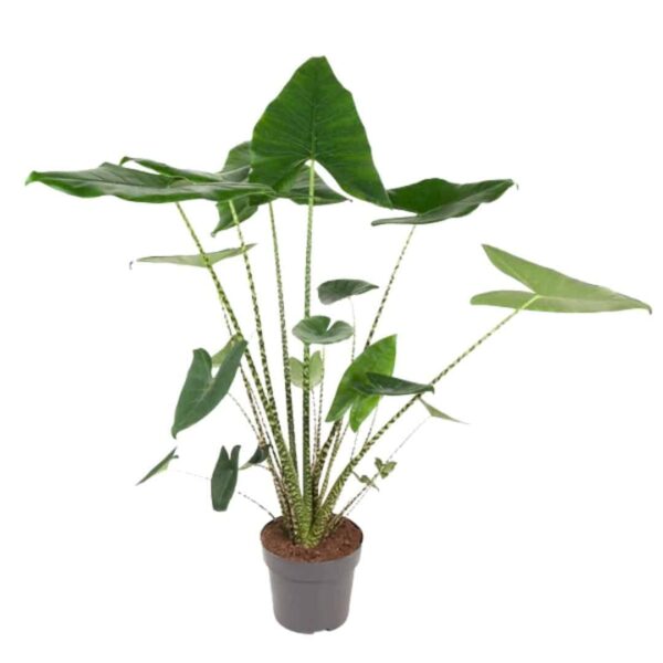 Alocasia Zebrina XL - Elephant Ear - Elefántfül - Image 4