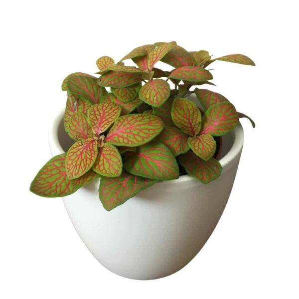 Fittonia albivenis ‘Pink Skeleton’ - Hálóslevél