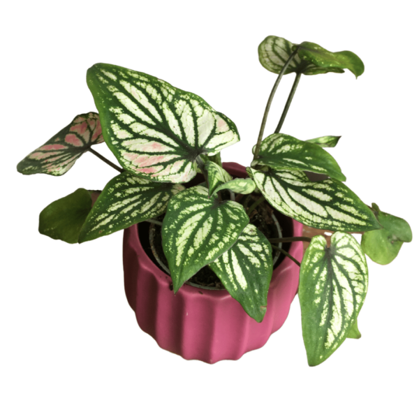 Caladium Saga mini