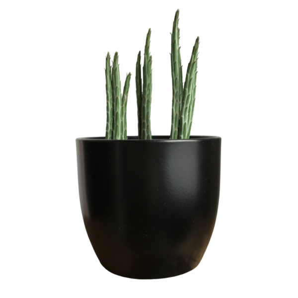 Senecio Stapeliiformis - Inch worm Plant