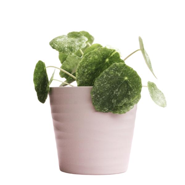 Pilea Peperomioides ‘Sugar’