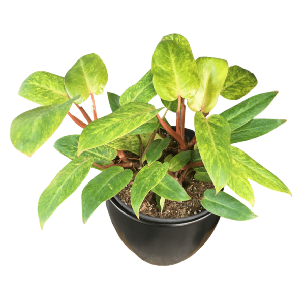 Philodendron Painted Lady XL