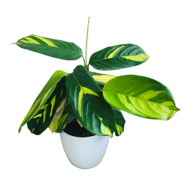 Ctenanthe Lubbersiana 'Golden Mosaic' - Golden Mosaic Plant