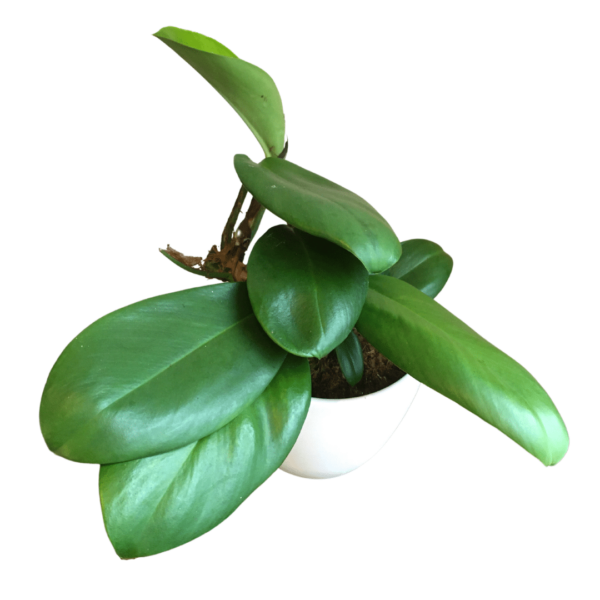 Rhaphidophora Hongkongensis