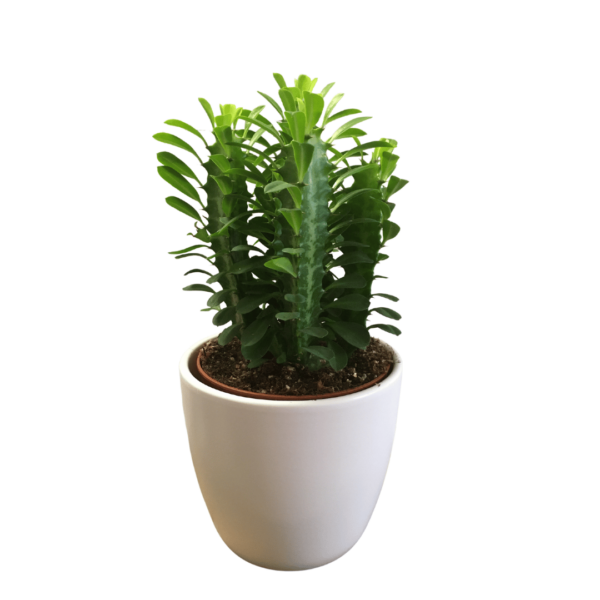 Euphorbia trigona - African Milk Tree