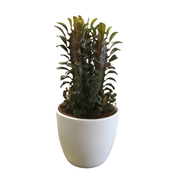 Euphorbia trigona rubra - African Milk Tree