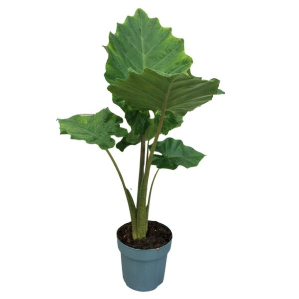 Alocasia Portodora – Upright Elephant Ear – Elefántfül
