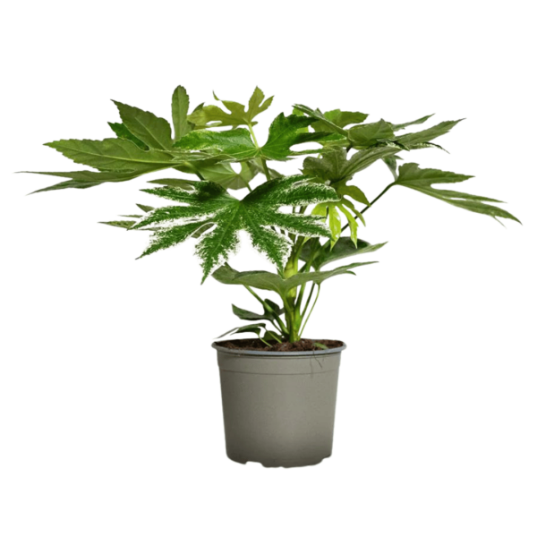 Fatsia Japonica Variegated - Variegated Japanese Aralia