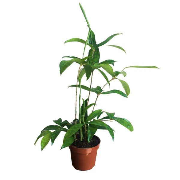 Dracaena surculosa - Sárkányfa - Japanese Bamboo