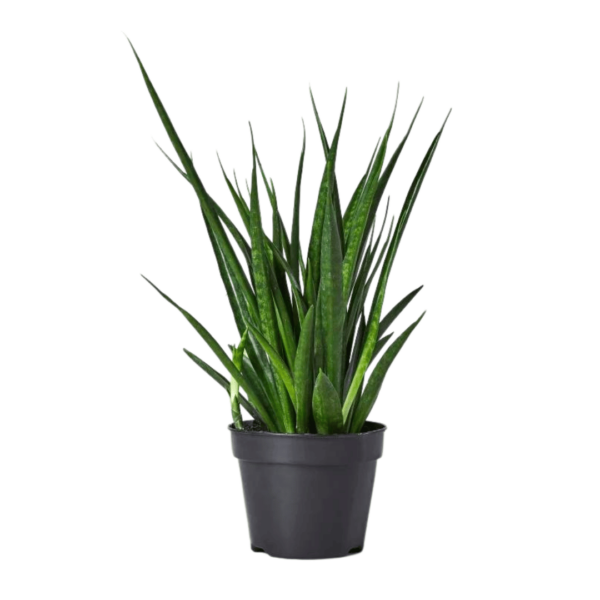 Sansevieria kirkii Friends - Star Sansevieria