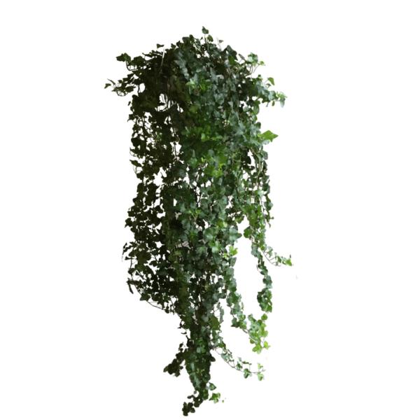 Hedera helix ‘Wonder’ XL - Kislevelű borostyán XL