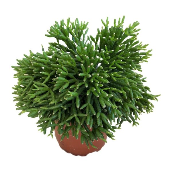 Rhipsalis Hatiora salicornioides-Dancing bones cactus-Korallkaktusz