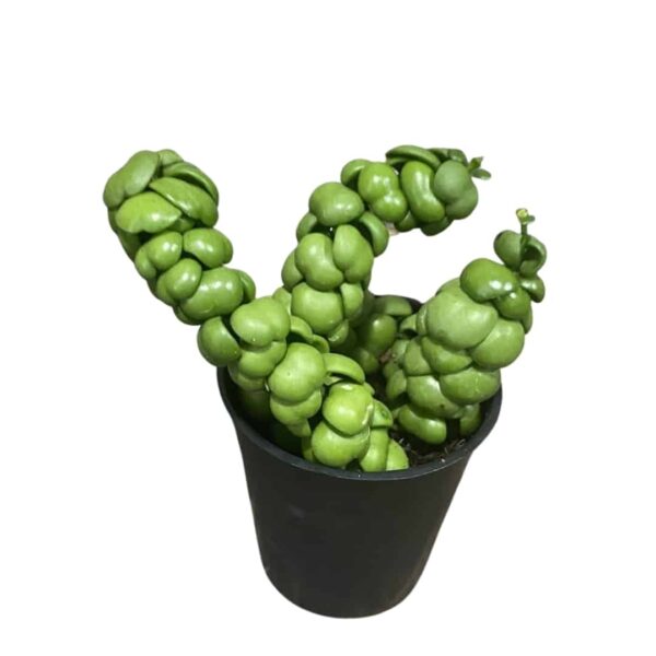 Dischidia nummularia 'Pangolin Kisses' - Dischidia nummularia 'Dragon Jade'