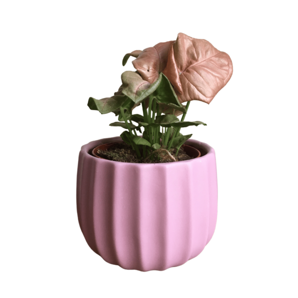 Syngonium Neon Robusta midi – Arrowhead Vine