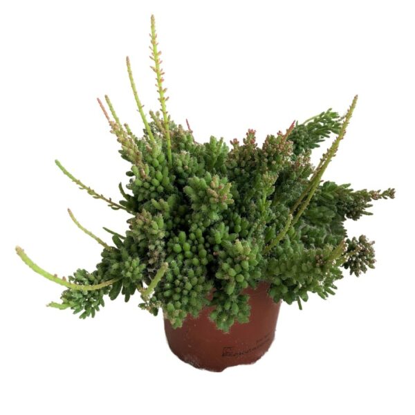 Rhipsalis mesembryanthemoides - Clumpy Mistletoe cactus