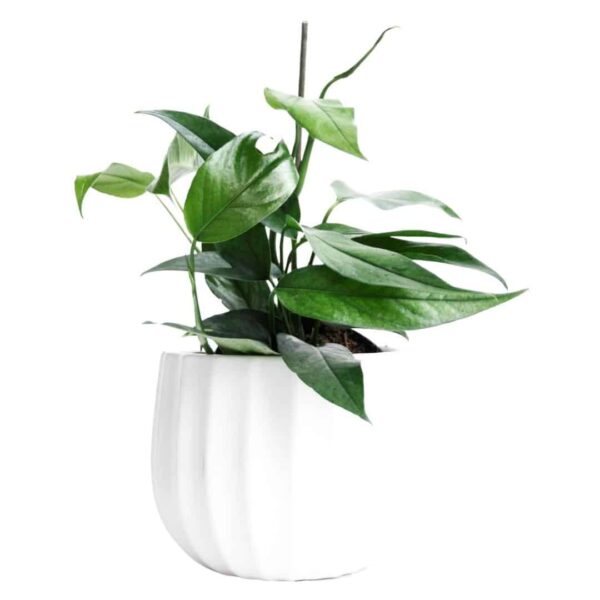 Epipremnum Pinnatum Blue Form - Baltic Blue Pothos