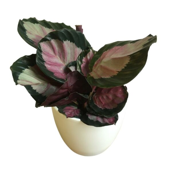 Calathea roseopicta Rosy – Rose Painted Calathea