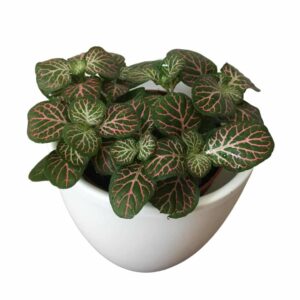 Fittonia-verschaffeltii-Pink-Vein