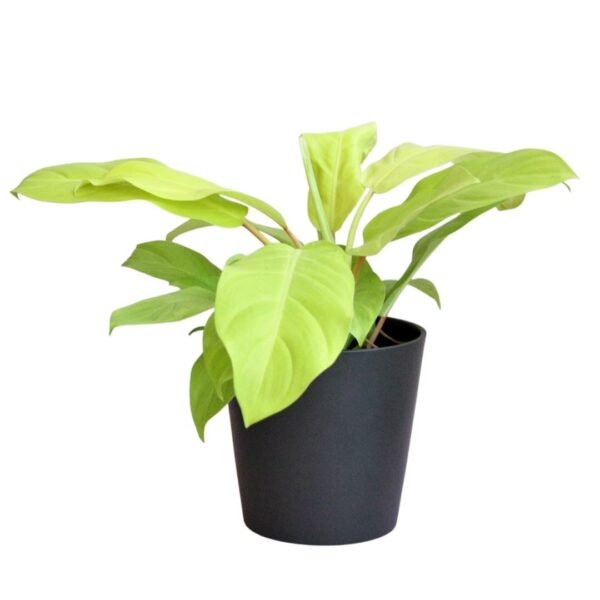 Philodendron Malay Gold - Malay Gold