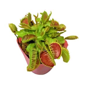 Dionaea muscipula