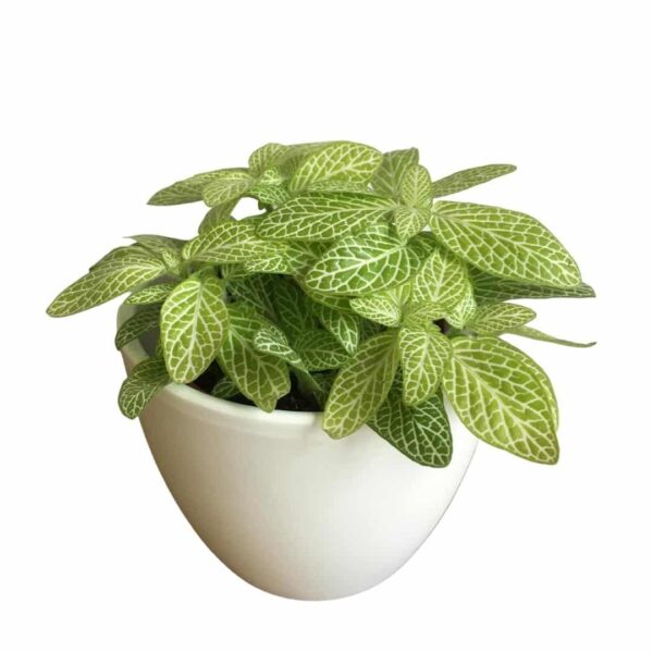 Fittonia Mosaic Lemon - Hálóslevél - Nerve Plant