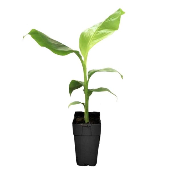 Musa basjoo - Japán banán - Japanese banana