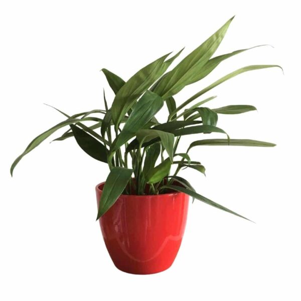 Epipremnum Amplissimum - Silver Streak Pothos