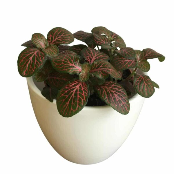 Fittonia Joly Josan - Nerve Plant – Hálóslevél
