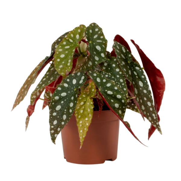 Begonia maculata - Pöttyös begónia - Polka dot plant