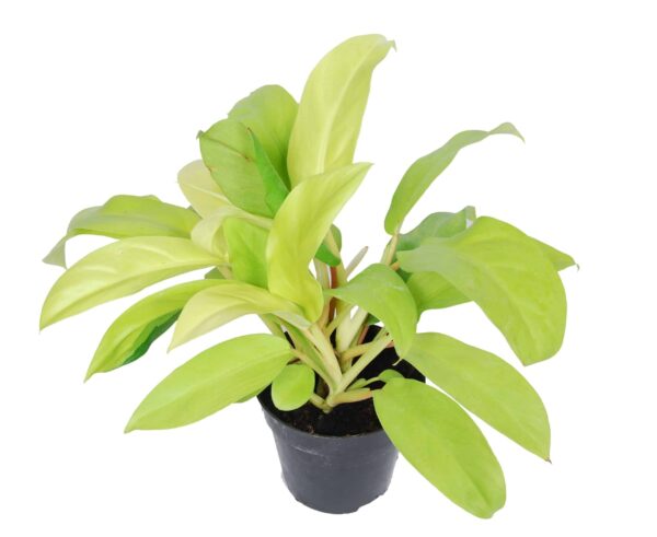 Philodendron Malay Gold - Malay Gold - Image 2