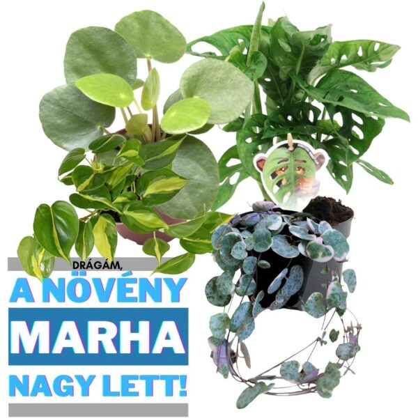 Drágám, a növény marha nagy lett - növény csomag - Image 9