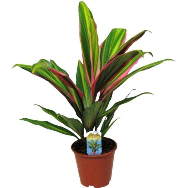 Cordyline fruticosa 'Kiwi'-Good luck plant-Bunkóliliom