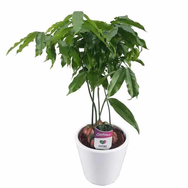 Castanospermum australe - Déligesztenye