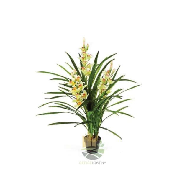 Cymbidium - Csónakorchidea - Cymbidium orchid