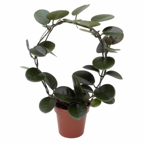 Hoya carnosa Australis - Viaszvirág - Mária könnye