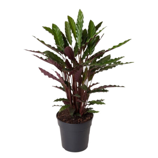 Calathea rufibarba 'Wavestar' - Velvet Calathea