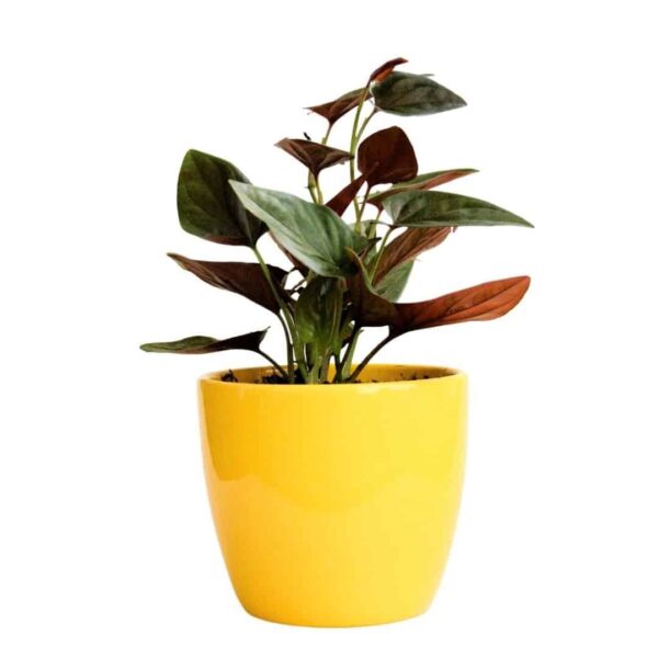 Syngonium Erythrophyllum 'Red Arrow' - Arrowhead Plant