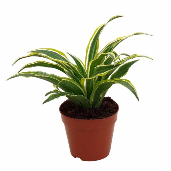 Dracaena fragrans Compacta Surprise-Dracaena Lemon Surprise